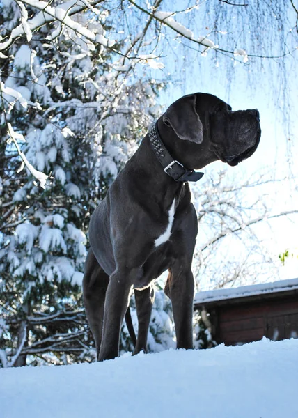 Big Beautiful Grey Great Dane Snow Dusk — Stock Photo, Image