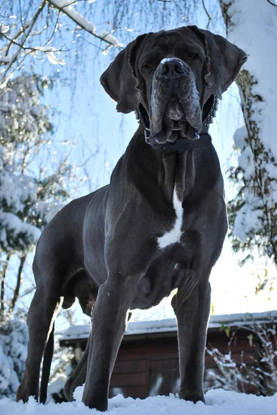 Een Grote Prachtige Grijze Duitse Dog Sneeuw Schemering — Stockfoto