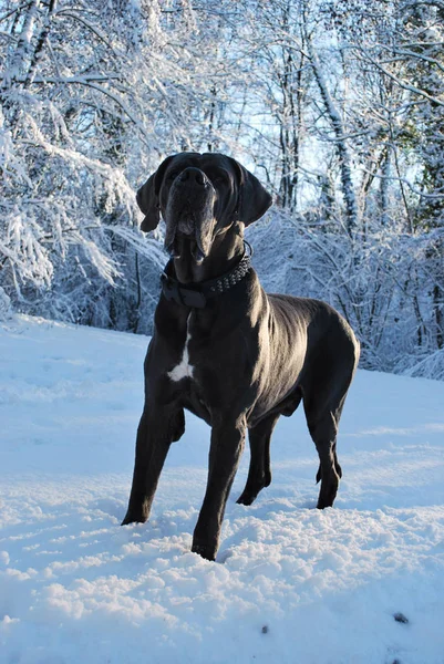 Een Grote Prachtige Grijze Duitse Dog Sneeuw Schemering — Stockfoto