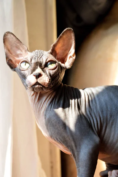 Piękny Sphynx Kot Rasa — Zdjęcie stockowe
