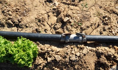 Kuraklık sırasında kuru toprak ve marul tarlasında bir tarımsal sulama sistemi ile yaz sıcağında. Bu ekolojik bir sorun..