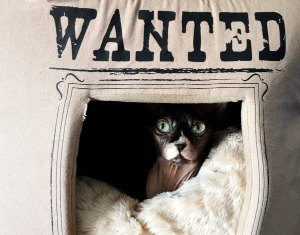 Czysty Kot Sfinksowy Leżący Koszu Koty — Zdjęcie stockowe
