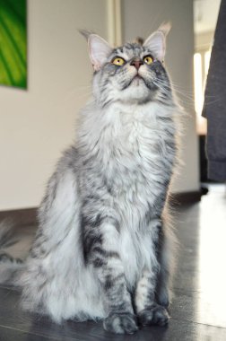  A magnificent maine coon silver. It is a large breed of cat with a beautiful fur. clipart