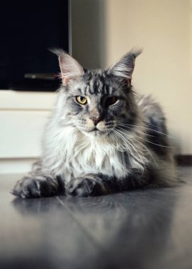  A magnificent maine coon silver. It is a large breed of cat with a beautiful fur. clipart