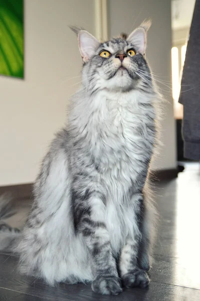 Великолепное Серебро Мейн Кун Крупная Порода Кошек Красивым Мехом — стоковое фото