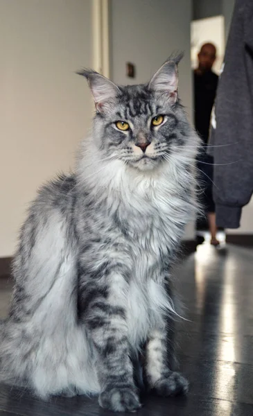 Magnificent Maine Coon Silver Large Breed Cat Beautiful Fur — Stock Photo, Image