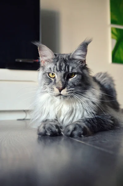 Magnífico Maine Casulo Prata Uma Grande Raça Gato Com Uma — Fotografia de Stock