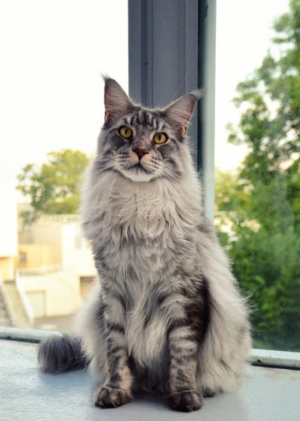 Magnificent Maine Coon Silver Large Breed Cat Beautiful Fur — Stock Photo, Image