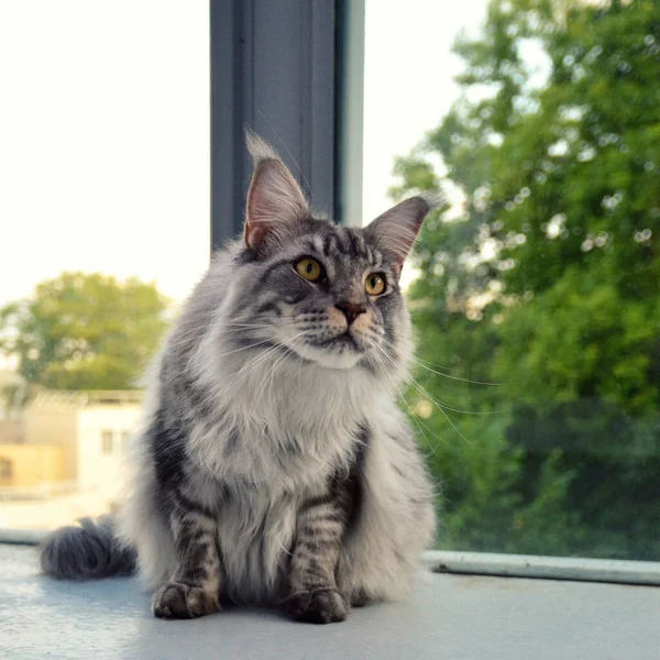 Magnífico Maine Casulo Prata Uma Grande Raça Gato Com Uma — Fotografia de Stock