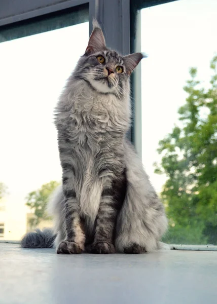 Magnífico Mapache Plateado Una Raza Grande Gato Con Una Piel — Foto de Stock