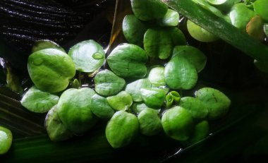 Yüzen akvaryum bitkisi ya da akvaryum, nilüfer çiçeği gibi. Limnobium laevigatum.