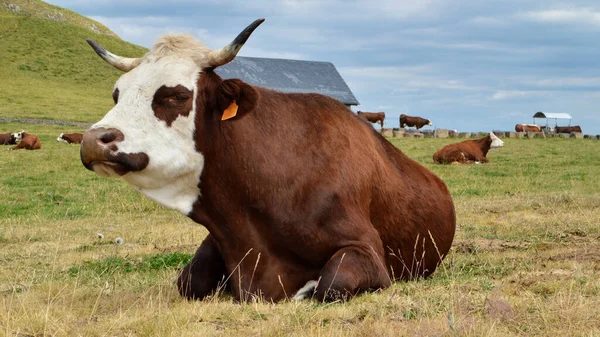 Belle Vache Montagne Dans Une Prairie Est Une Race Vache — Photo