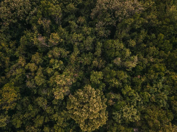 Overhead view of close green mountain forest