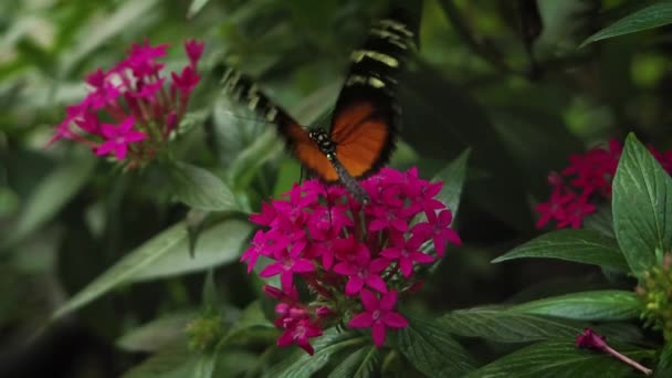 Zwart Oranje Vlinder Roze Bloemen — Stockvideo