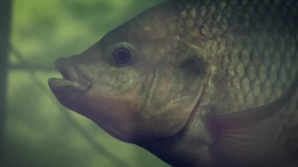 Primer Plano Peces Grandes Acuario — Vídeos de Stock