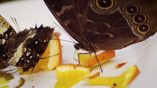 Schmetterling Frisst Orange Auf Weißem Teller — Stockvideo