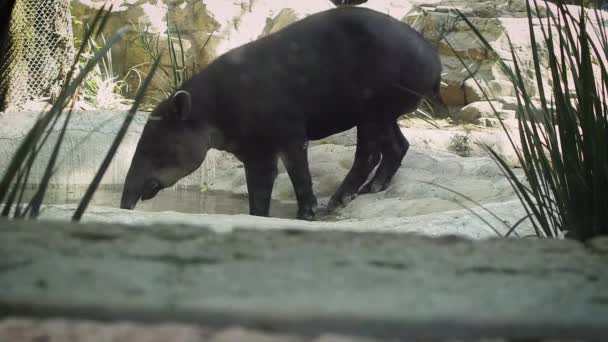 Großaufnahme Von Tapir Lebensraum Zoo — Stockvideo