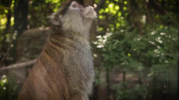 動物園でのマカクの閉鎖 生息地 — ストック動画