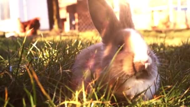 草の中に座っている白いイースターのウサギ — ストック動画