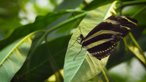 Farfalla Nera Gialla Congedo — Video Stock