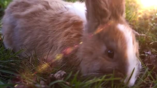 草の中に座っている白いイースターのウサギ — ストック動画