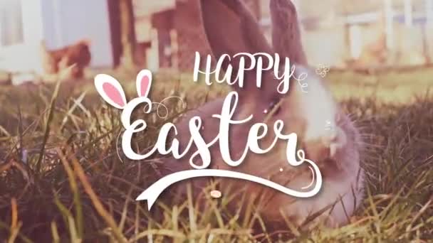 Easter White Bunny Easter Eggs Sitting Grass — Stock Video