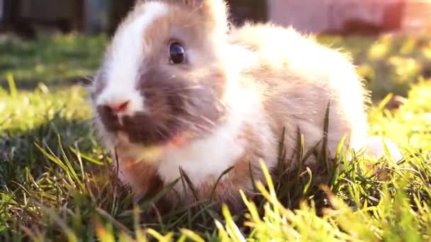 Easter White Bunny Sitting Grass — Stock Video