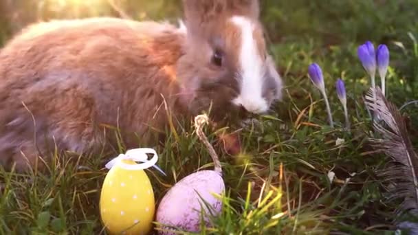 Witte Paashaas Met Paaseieren Het Gras Zitten — Stockvideo