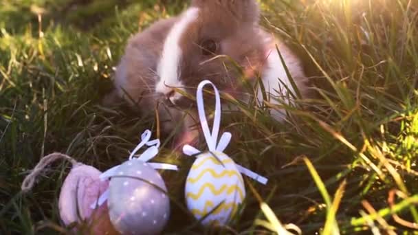 Conejito Blanco Pascua Con Huevos Pascua Sentado Hierba — Vídeo de stock