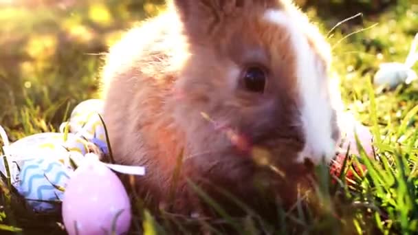 草の中に座っているイースターエッグと白いイースターバニー — ストック動画