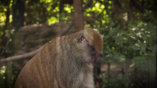 Close Two Macaques Zoo Habitat — Stock video