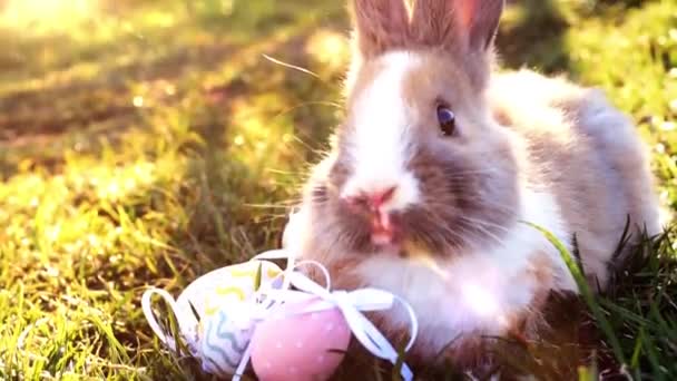 Coelho Branco Páscoa Com Ovos Páscoa Sentados Grama — Vídeo de Stock