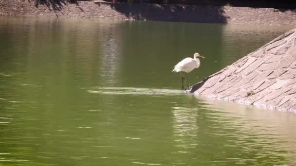 Garza Comiendo Lago Artificial Chapultepec México — Vídeos de Stock