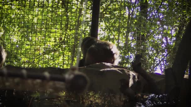 Family Snow Monkeys Zoo Habitat — Stock Video
