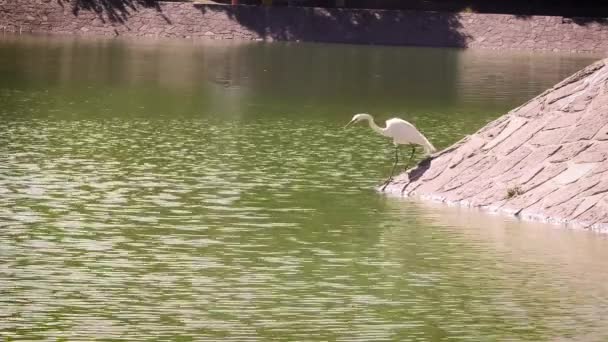 Heron Kunstmatige Lake Chapultepec Mexico — Stockvideo