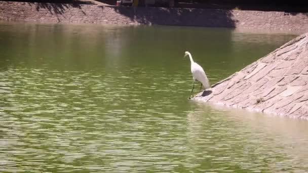 Heron Fishing Artificial Lake Chapultepec Mexico — Stock Video