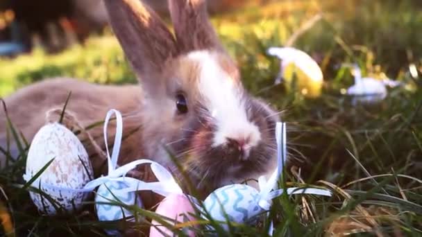 Conejito Blanco Pascua Con Huevos Pascua Sentado Hierba — Vídeo de stock