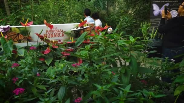 Panning Shot Butterfly House — Stock Video