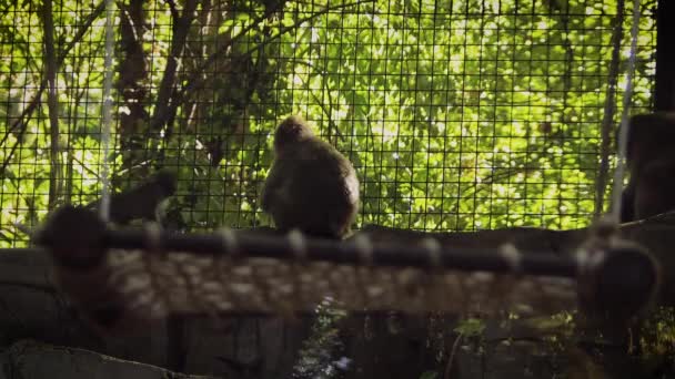 Malá Sněhová Opice Hraje Zoo Habitat — Stock video