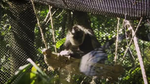 Spider Monkey Zoo Habitat — Stock video