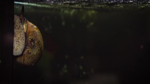 Freshwater Snail Aquarium Timelapse — Stock Video