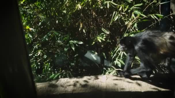 Mono Araña Caminando Hábitat Del Zoológico — Vídeos de Stock