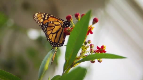 Borboleta Monarca Pequenas Flores — Vídeo de Stock