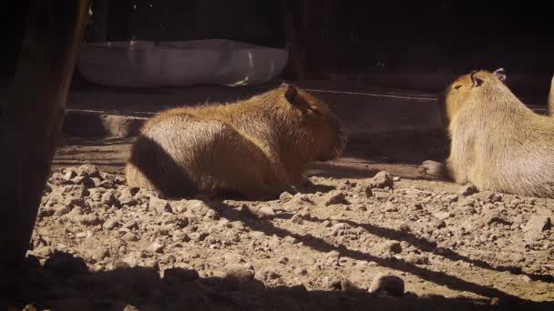 動物園の生息地の2つのCapybaras — ストック動画