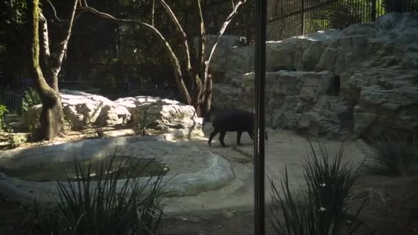 Tapir Jardim Zoológico Habitat — Vídeo de Stock