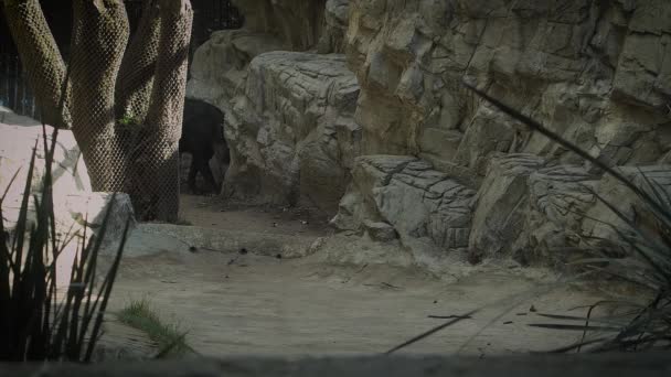 Tapir Wandert Lebensraum Zoo — Stockvideo