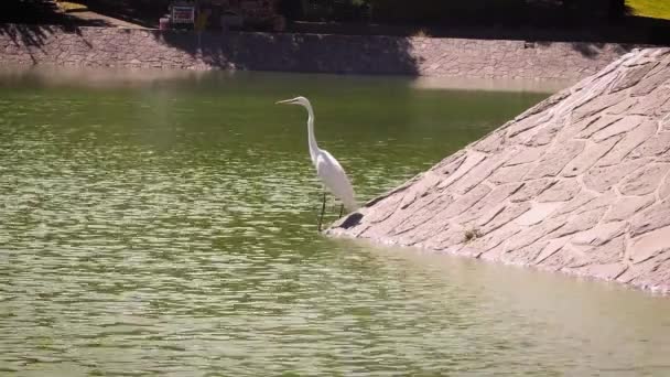 Garça Branca Lago Artificial Chapultepec México — Vídeo de Stock