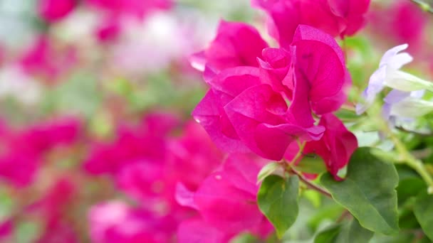 Eine Nahaufnahme Einer Rosa Bougainvillea Blume — Stockvideo