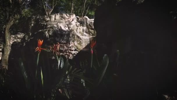 Искусственный Водопад Растениями Переднем Плане Чапультепекский Зоопарк Мексики — стоковое видео