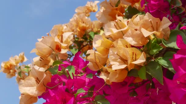 Güzel Bougainvillea Çiçeğinin Videosu — Stok video